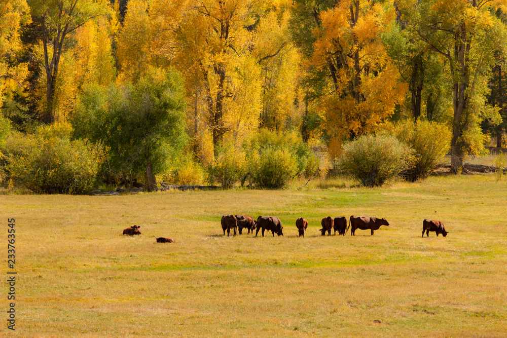 Fall Grazing