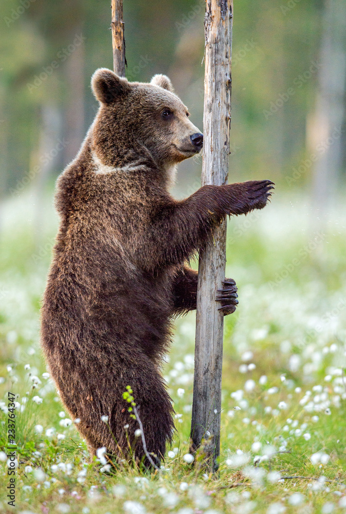 Fototapeta premium Brown bear standing on his hind legs in the summer forest among white flowers. Front view. Natural Habitat. Brown bear, scientific name: Ursus arctos. Summer season.