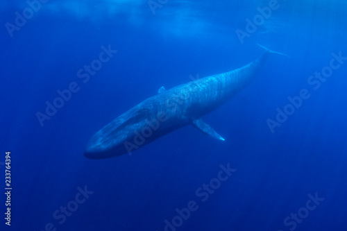 Blue Whale  © Richard Carey