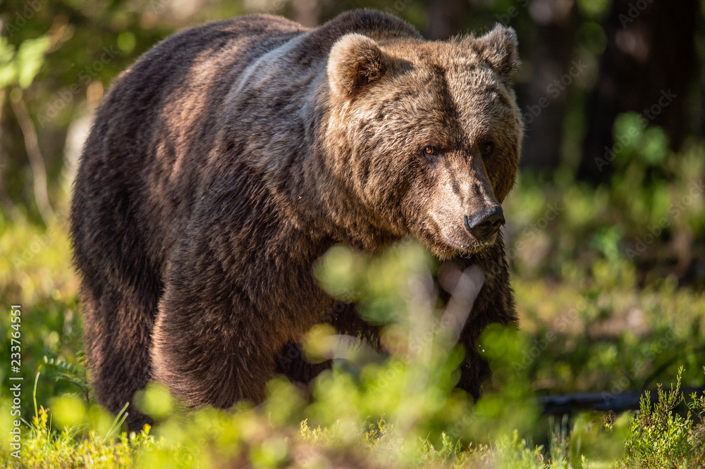 Brown bear in the summer forest at sunny day. Green forest natural background. Scientific name: Ursus arctos.