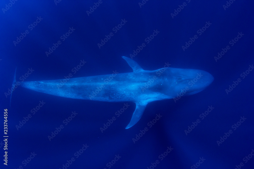 Fototapeta premium Blue Whale 