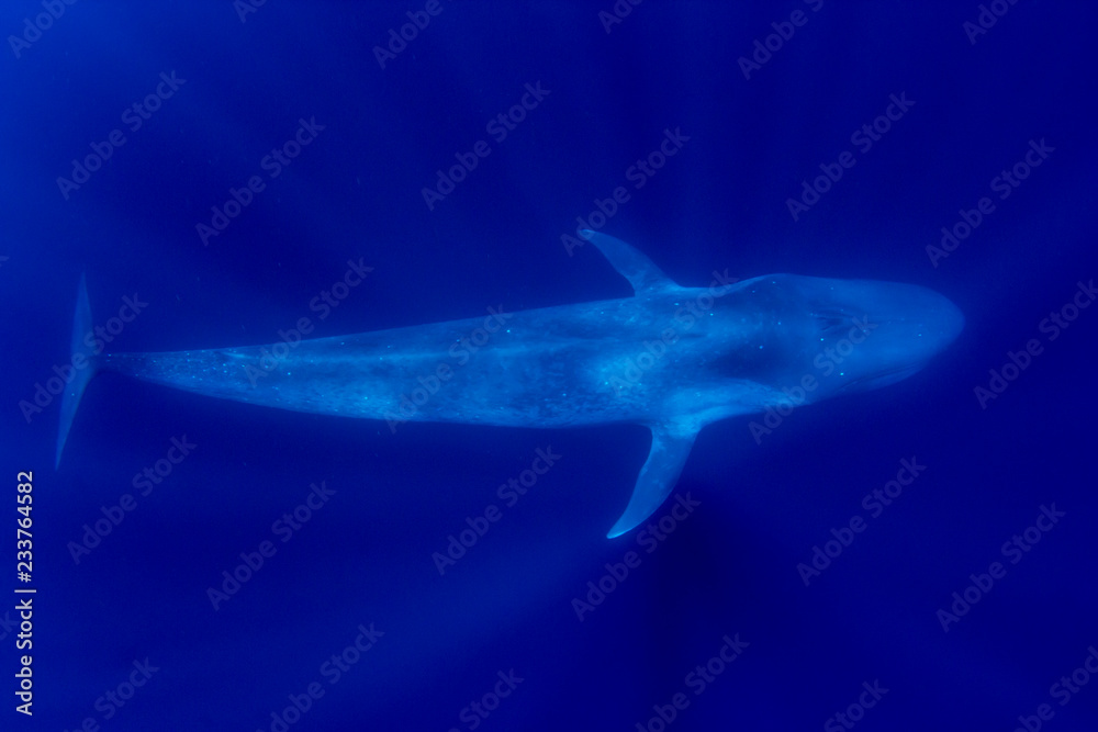 Obraz premium Blue Whale 
