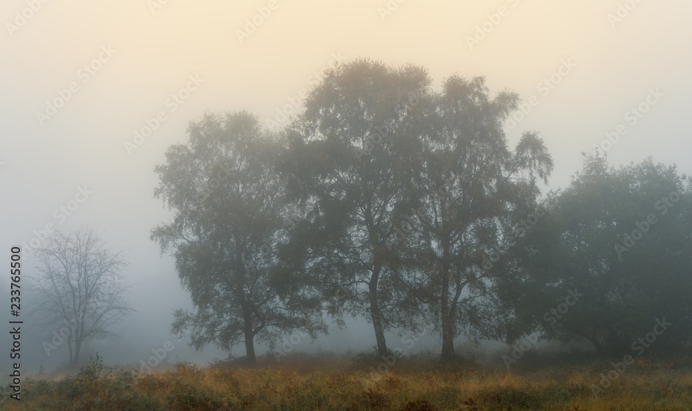 Trees in Early Autumn Mist