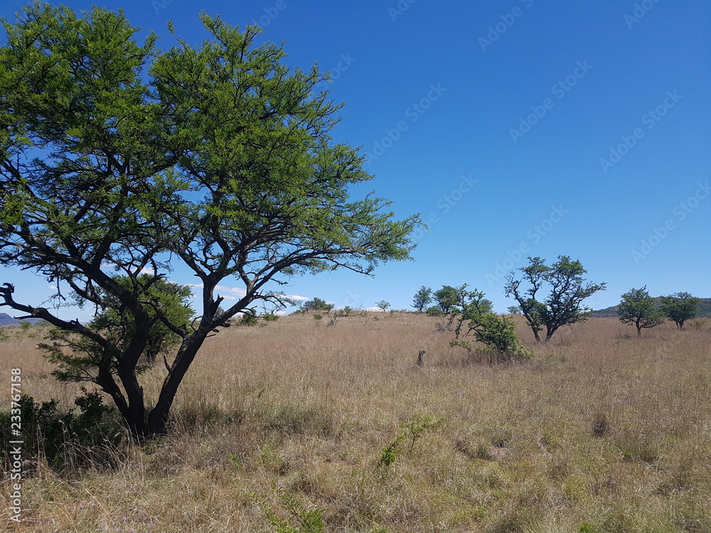 Süd- Afrikanische Savanne Süd- Afrikanische Savanne