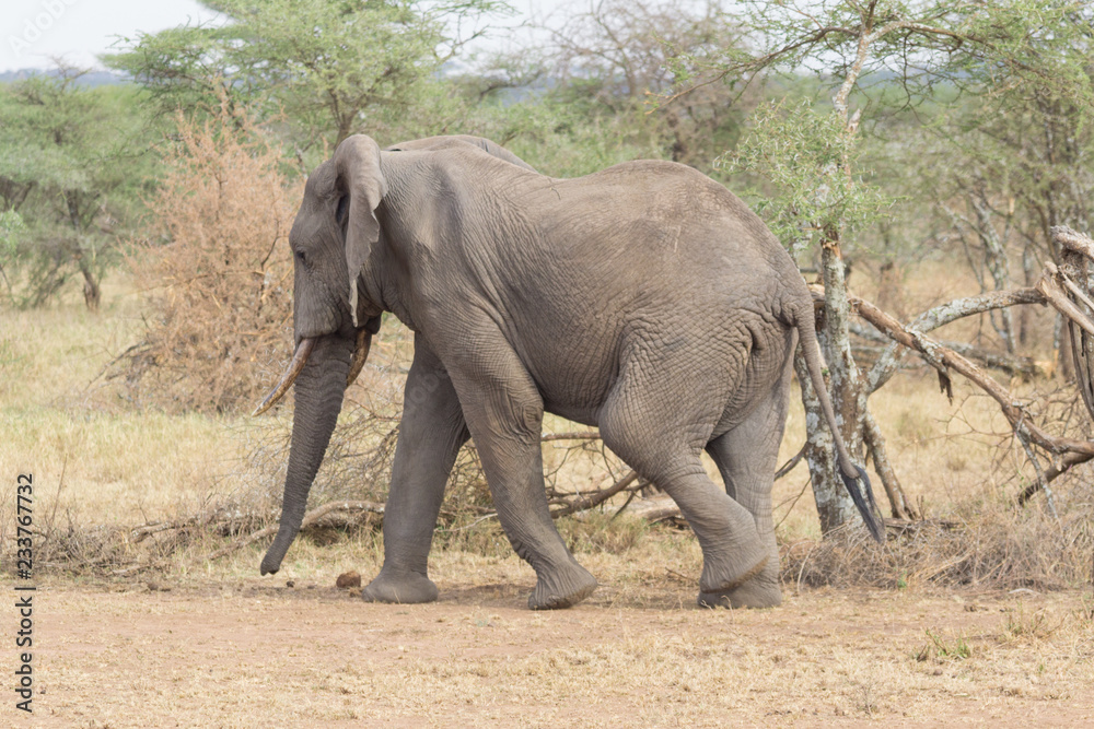 Elephant walking quickly in the Serengeti savanna with one leg in air