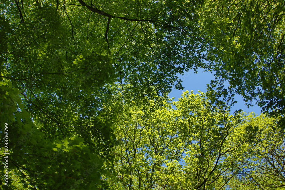 Fototapeta premium green leaves in forest