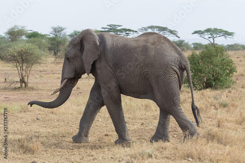 Elephant walking in the Serengeti savanna in Tanzania  Africa