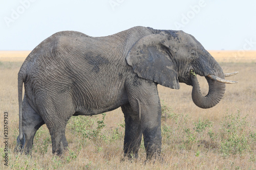 Elephant standing and eating in the Serengeti savanna in Tanzania, Africa