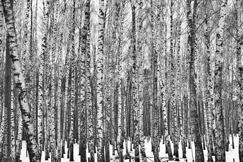 tree trunks of trees in forest