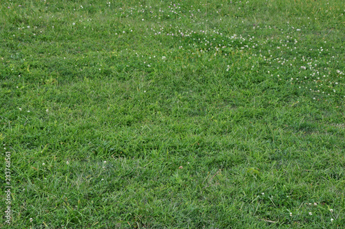 Green grass horizontal background with white flowers defocused in the distance.