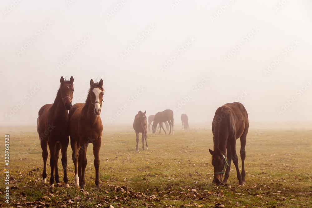 Obraz premium Herd of purebred horses on a pasture in the morning fog