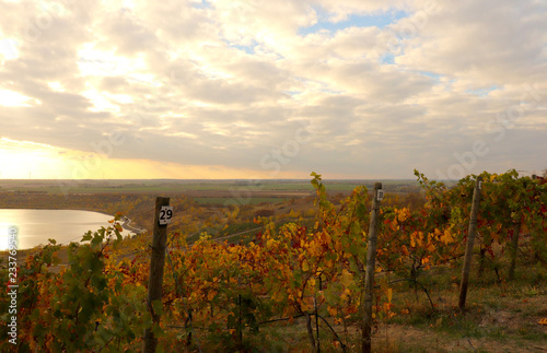 Abendliche Herbststimmung in den Weinbergen am Geiseltalsee mit bunten Reben