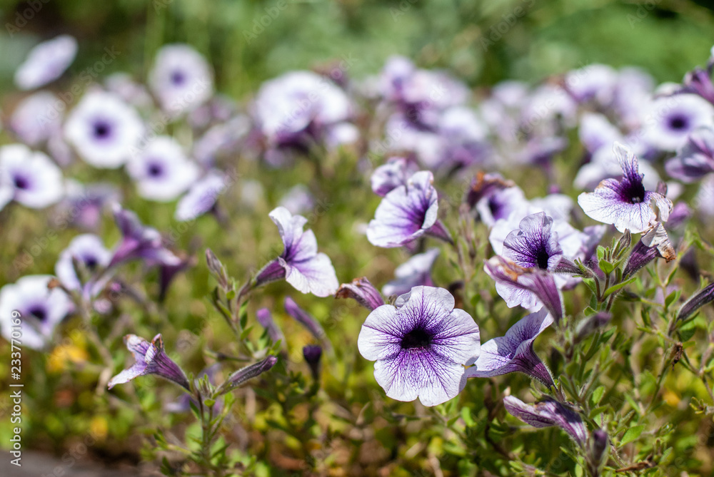 blossoms of petunia on a meadow blossoms of petunia on a meadow