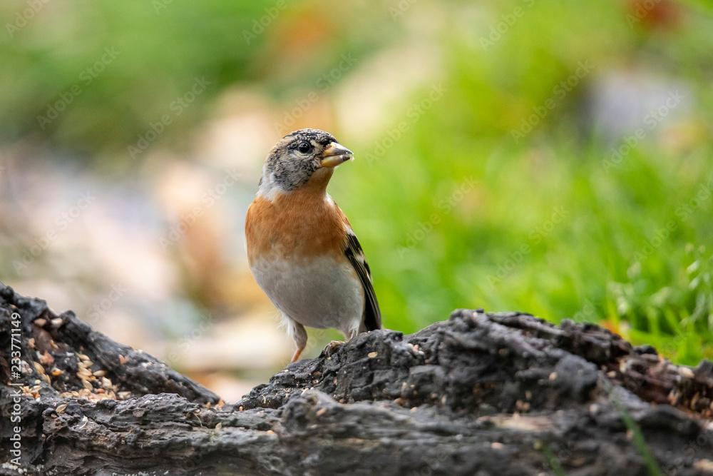 Brambling, Fringilla montifringilla Brambling, Fringilla montifringilla