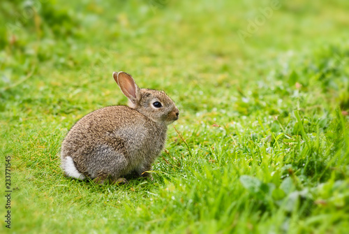 European Rabbit - Oryctolagus cuniculus, cute small mammal from European meadows and grasslands, Shetlands, UK. © David