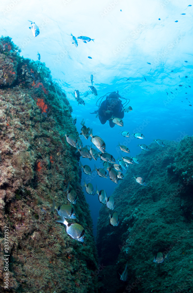 Fototapeta premium Scuba Divers observe a school of fish on a coral reef.