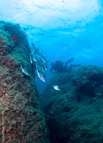Scuba Divers observe a school of fish on a coral reef. 