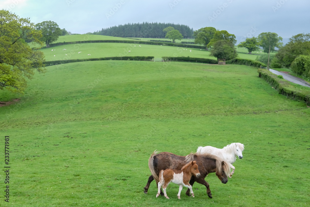 Obraz premium Ponies in the field 