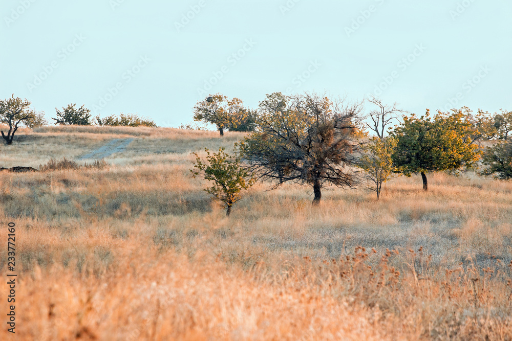 Obraz premium landscape of grassland in cappadocia 
