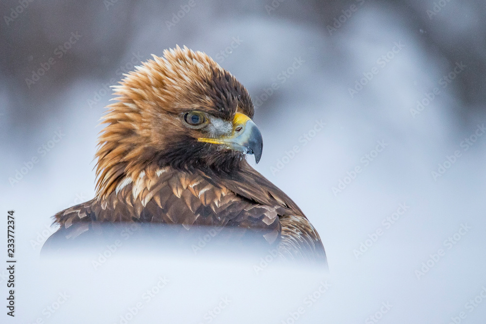 Fototapeta premium Golden Eagle, portrait.