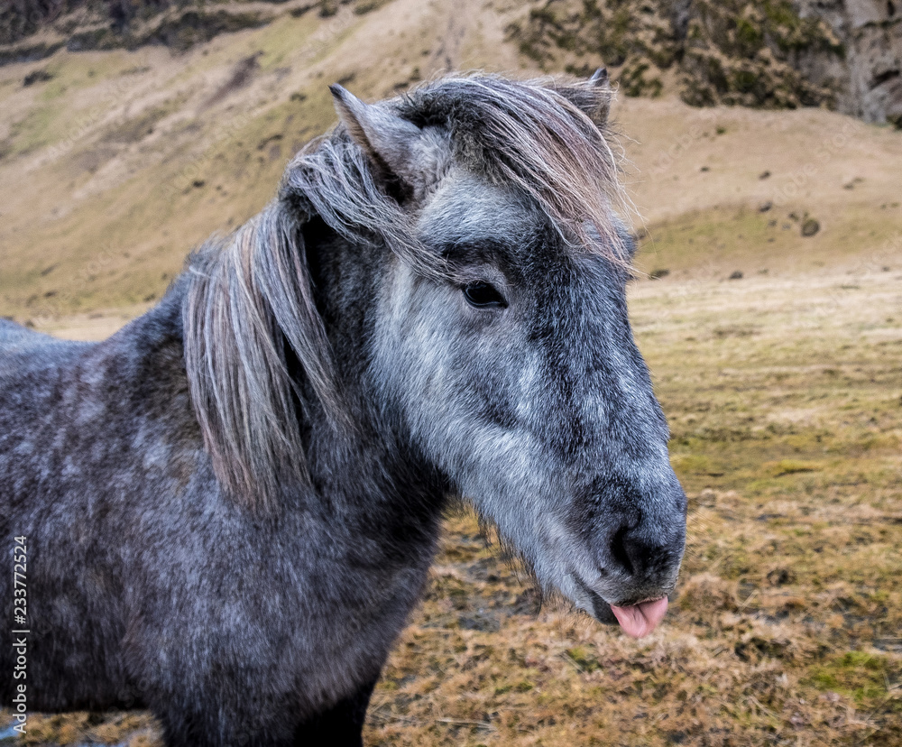 Funny Icelandic pony sticking tongue out head shot .Horse is white and gray brown. 