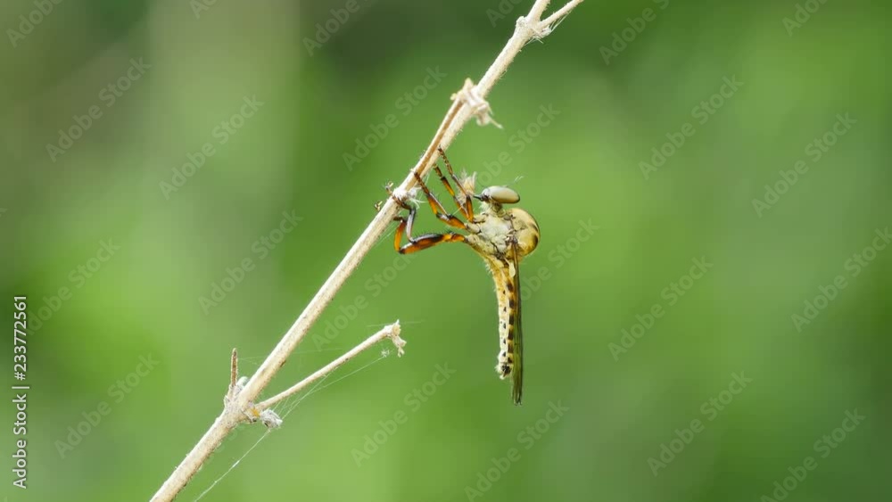 Robber fly eating prey on twig in forest. Robber fly eating prey on twig in forest.