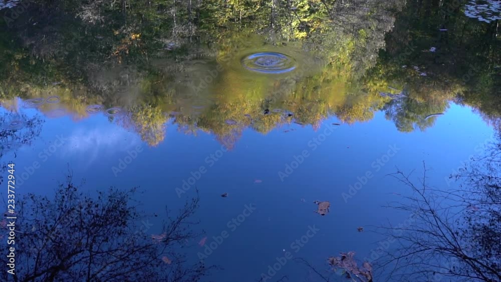 pepple droppe din water leaving ripples on a lake in a forest
