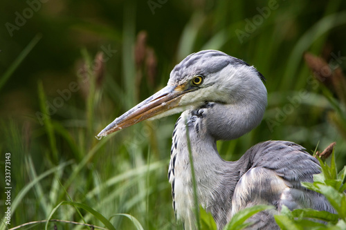 Grey heron fishing