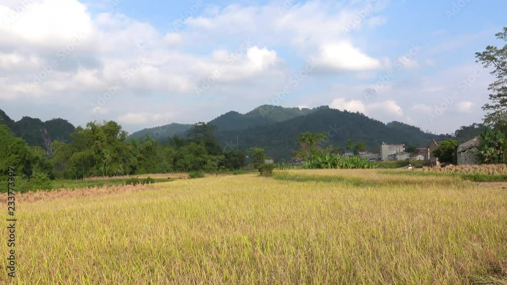 Pan shot of amazing rice fields in valley with karst mountains near Bac Son, Vietnam. Pan shot of amazing rice fields in valley with karst mountains near Bac Son, Vietnam.