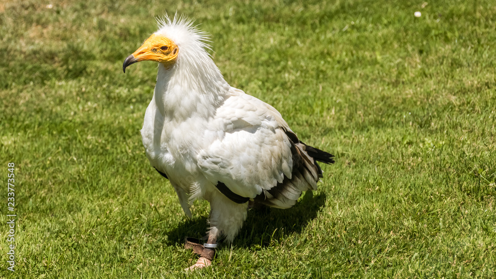 Vulture on grass Vulture on grass