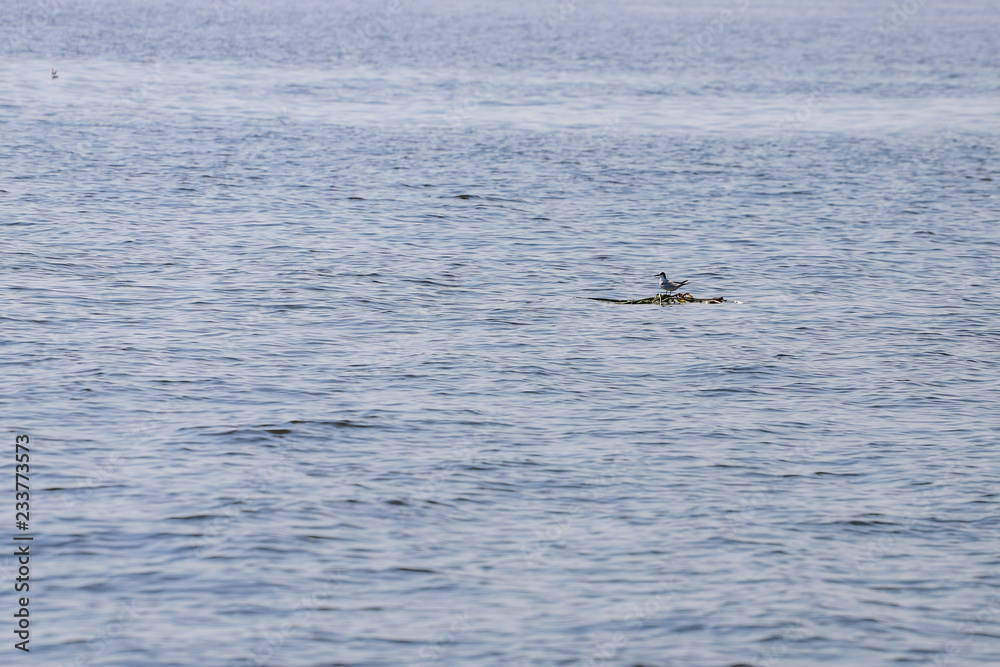 Fototapeta premium Photograph of a single seagull standing in a puddle of water.