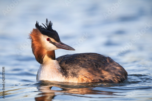 great crested grebe in the morning
