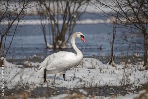 Swan portrait