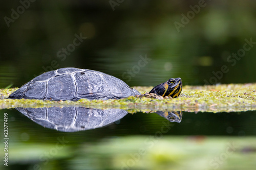 Turtle in Pond