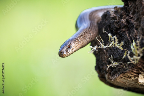 Slowworm portrait