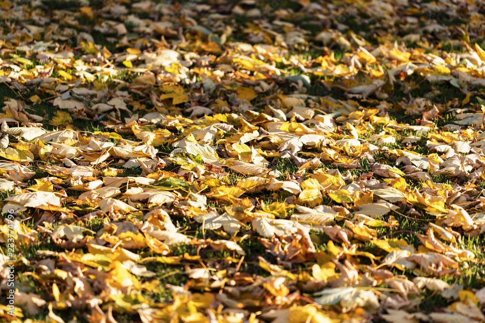 Fallen autumn leaves background. Seasonal autumn background