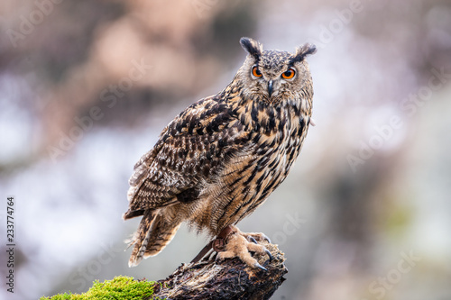 Eurasian Eagle Owl (Bubo bubo), flying bird with open wings with the autumn forest in the background, animal in the nature habitat.