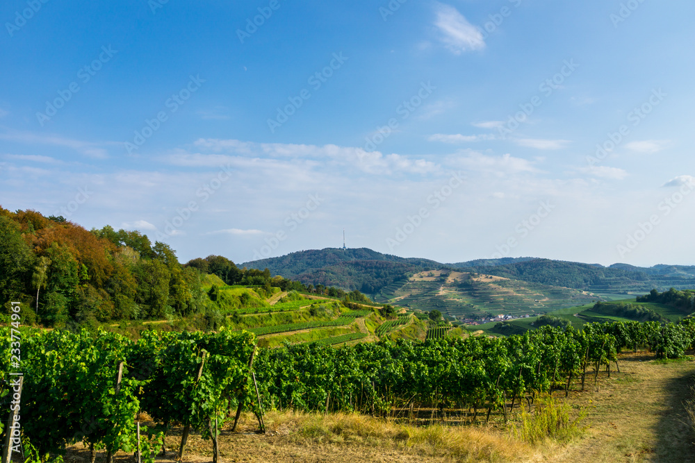 Germany, Famous Kaiserstuhl nature landscape of vineyards and forest