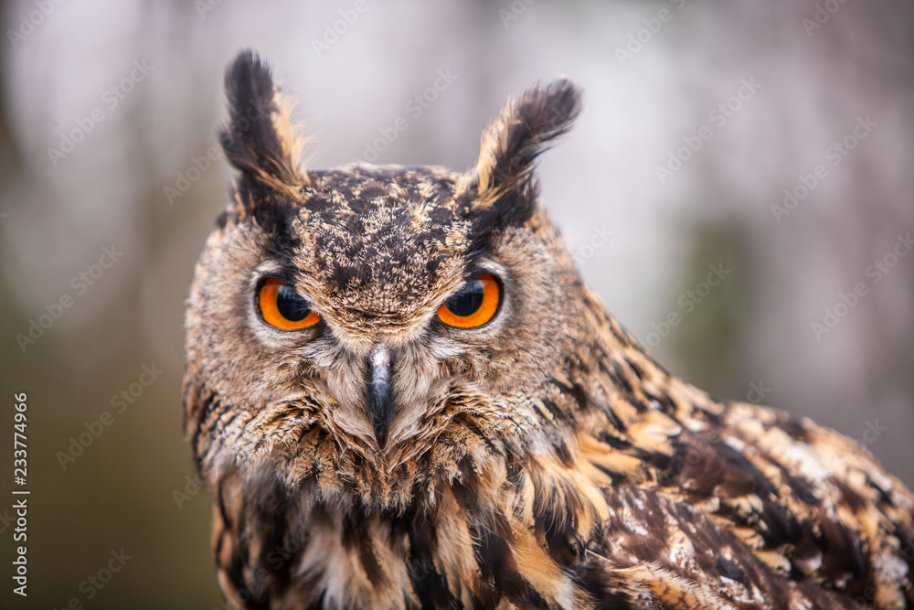 Eurasian Eagle Owl (Bubo bubo), flying bird with open wings with the autumn forest in the background, animal in the nature habitat. - obrazy, fototapety, plakaty 