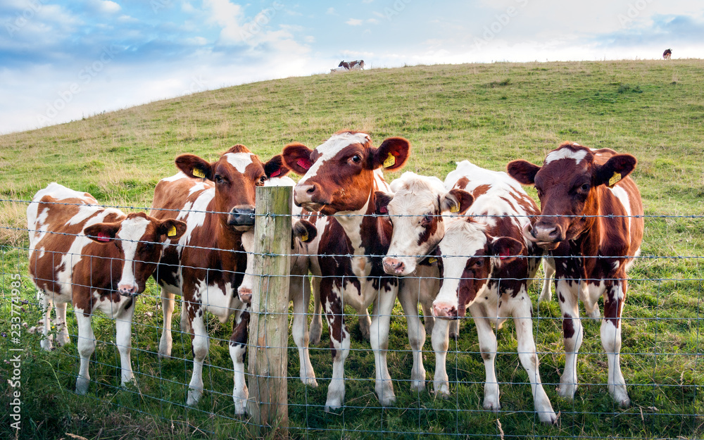 The White Coppice Greeting Party of Ayrshire Cows The White Coppice Greeting Party of Ayrshire Cows