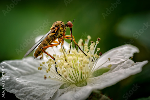 Dagger Fly (Empis opaca) Nectaring (feeding) on Dewberry Flower