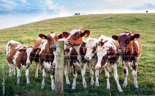The White Coppice Greeting Party of Ayrshire Cows photo