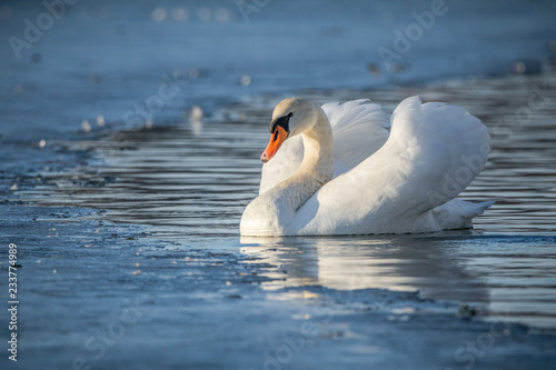 Swan in the winter