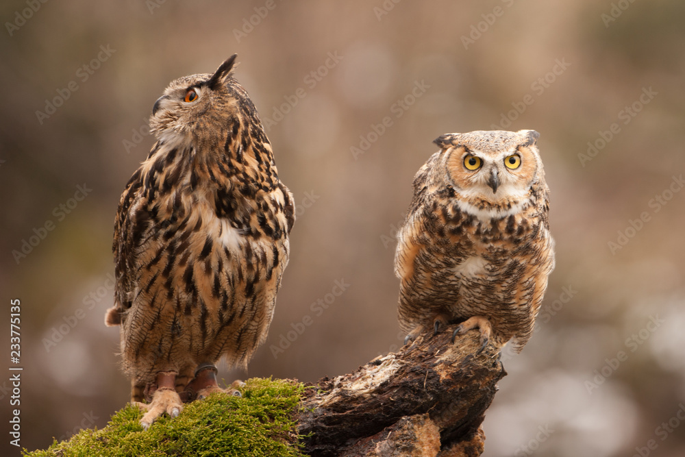 Eurasian Eagle Owl (Bubo bubo), flying bird with open wings with the autumn forest in the background, animal in the nature habitat. Eurasian Eagle Owl (Bubo bubo), flying bird with open wings with the autumn forest in the background, animal in the nature habitat.