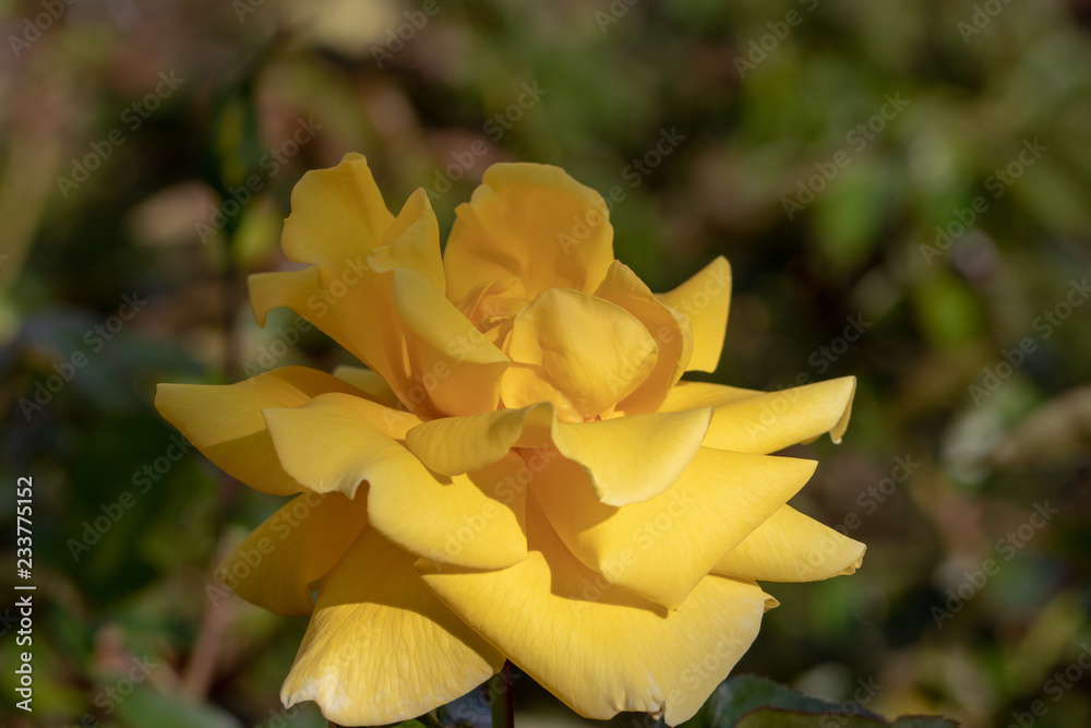 Yellow roses / Narashino City, Chiba Prefecture, Japan Yellow roses / Narashino City, Chiba Prefecture, Japan
