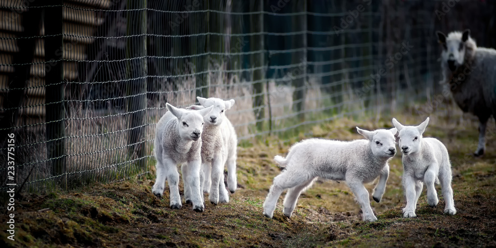 Lambs at Play, Watched by a Mother Lambs at Play, Watched by a Mother