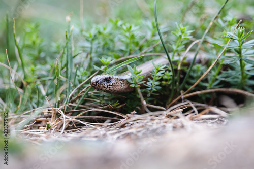 Curious slowworm