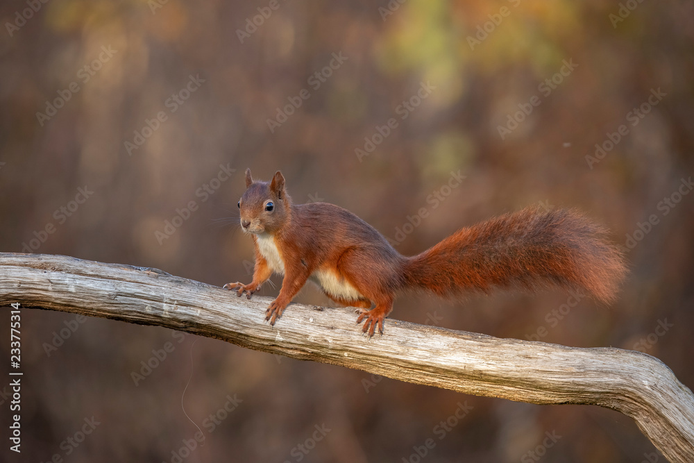 Squirrel, Sciurus vulgaris Squirrel, Sciurus vulgaris