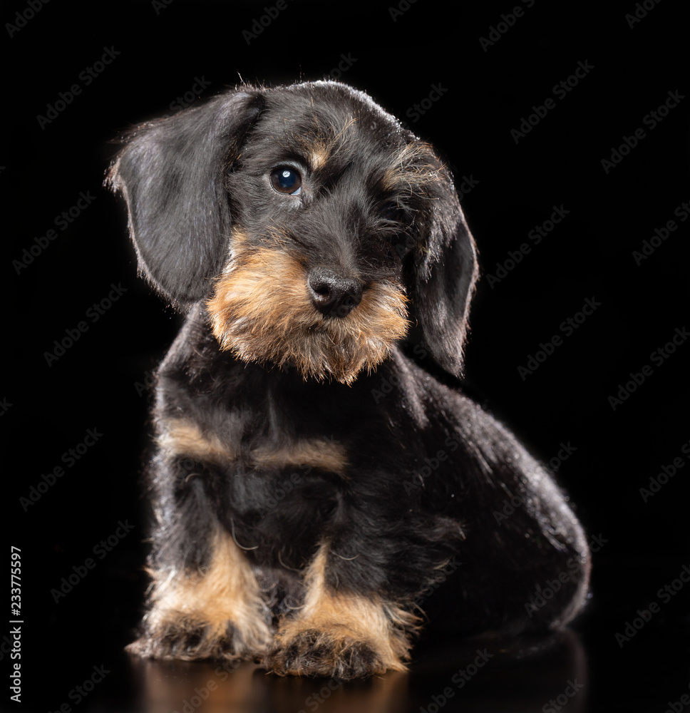 Coarse dachshund puppy dog on Isolated Black Background in studio