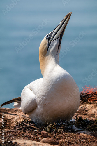 Northern gannet